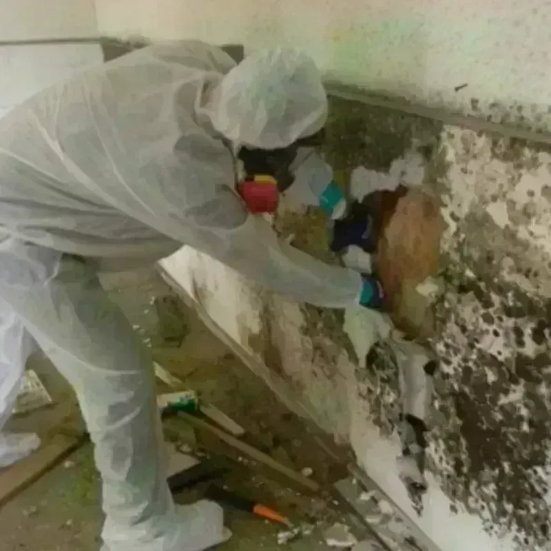 Best Mold Remediation and Removal Service in Byng, OK